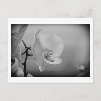 Orchidée blanche - Carte postale