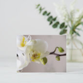 Orchidée blanche ・ Carte postale (Debout devant)