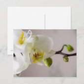 Orchidée blanche ・ Carte postale (Devant / Derrière)