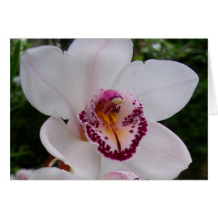 Orchidée Blanche I Belle Fleur Tropicale