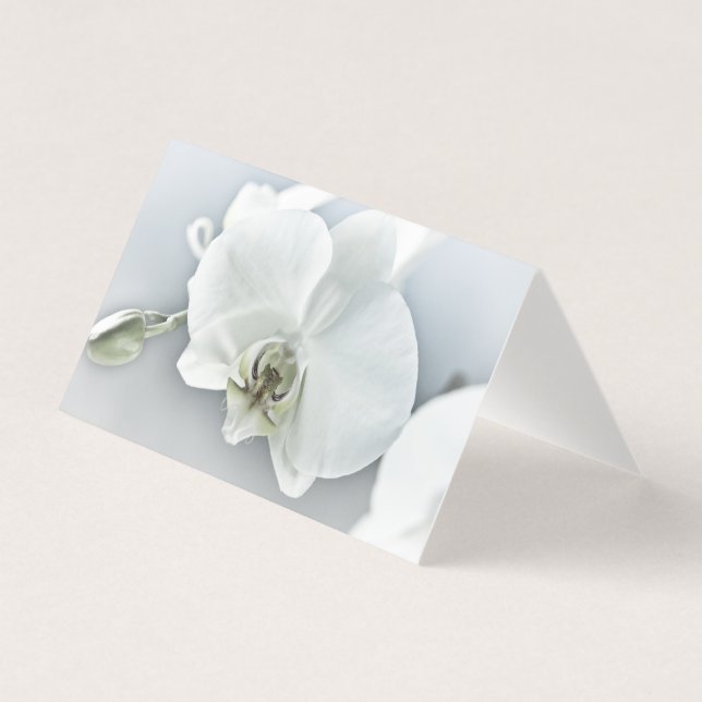 Orchidée blanche Phaleonopsis (Front)