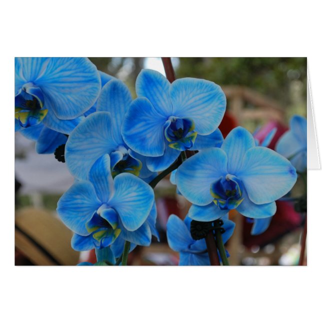 Orchidée bleue de Vero Beach, Floride (Devant horizontal)