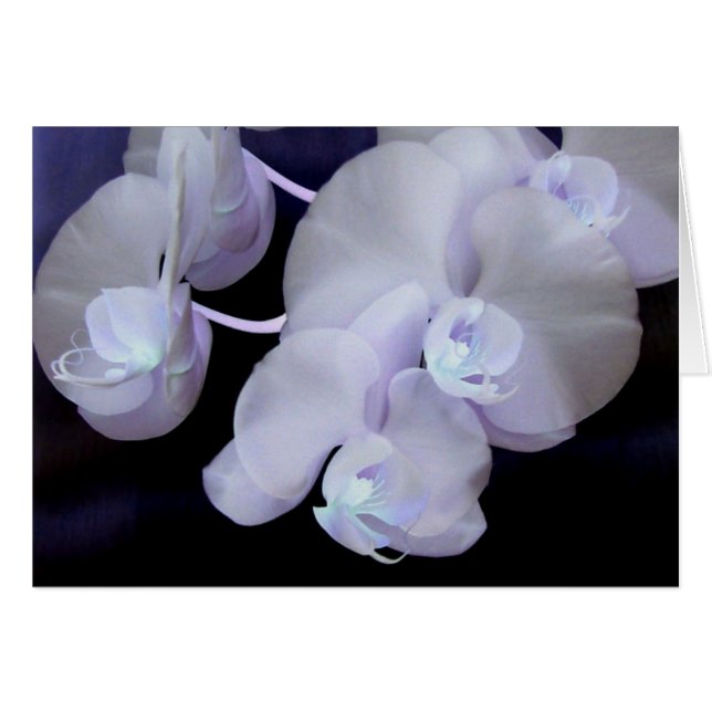 orchidee bloeit (Voorkant Horizontaal)