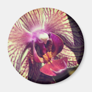 Orchidee Bloem Close-up Fotografie Magneet