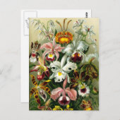 orchidee bloemillustratie briefkaart (Voorkant / Achterkant)