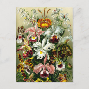  orchidee bloemillustratie briefkaart
