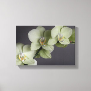 Orchidee Blossoms Elegant Chic Mod Canvas Afdruk