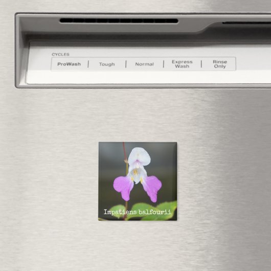 Orchidee botanische magneet van slecht Man (Insitu (Vaatwasser))