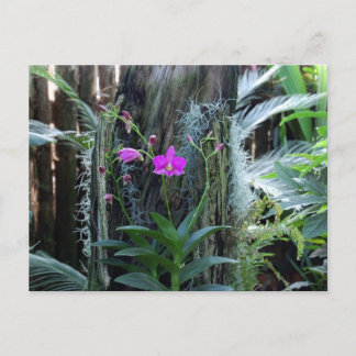 Orchidee Briefkaart