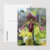 Orchidee Briefkaart (Voorkant / Achterkant)