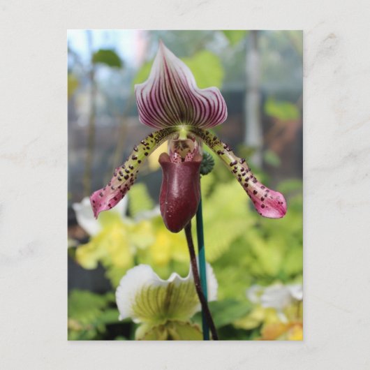 Orchidee Briefkaart (Voorkant)