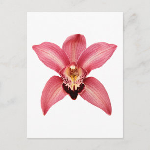 Orchidee Briefkaart