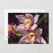 Orchidee Briefkaart (Voorkant / Achterkant)