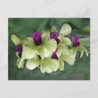 Orchidee Briefkaart