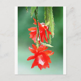 Orchidee Cactus in Bloom Briefkaart