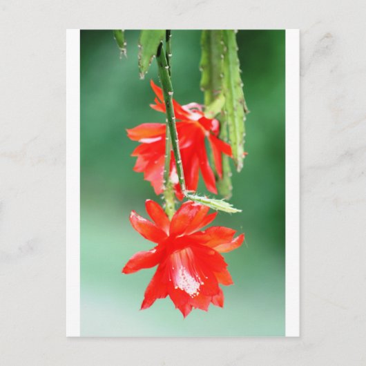 Orchidee Cactus in Bloom Briefkaart (Voorkant)