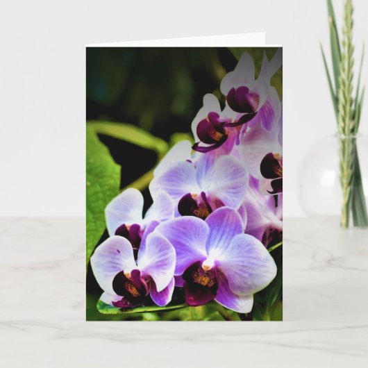 Orchidée, carte (Devant)
