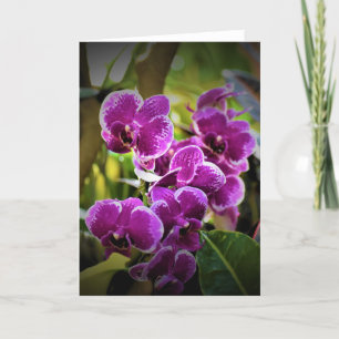 Orchidée, carte