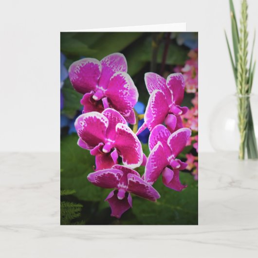 Orchidée, carte (Devant)