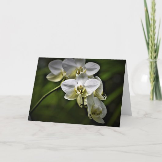 Orchidée, carte (Devant)