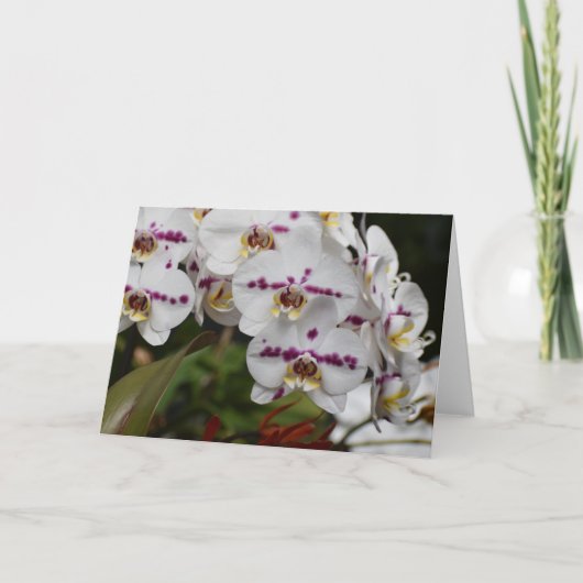 Orchidée, carte (Devant)