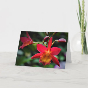 Orchidée, carte