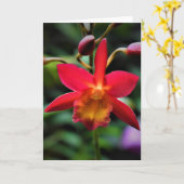 Orchidée, carte (Fleur jaune)