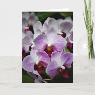 Orchidée, carte