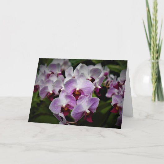 Orchidée, carte (Devant)