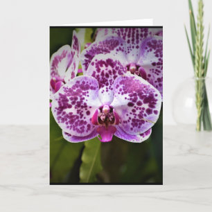 Orchidée, carte