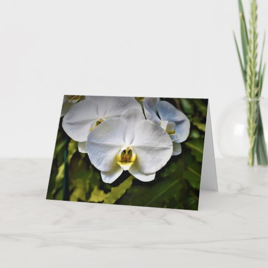 Orchidée, carte (Devant)