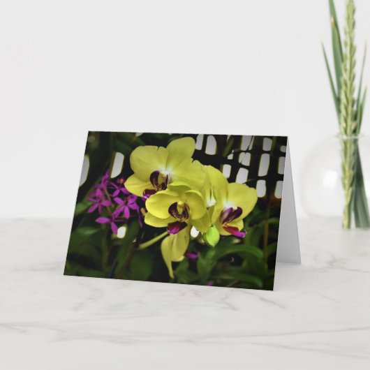 Orchidée, carte (Devant)