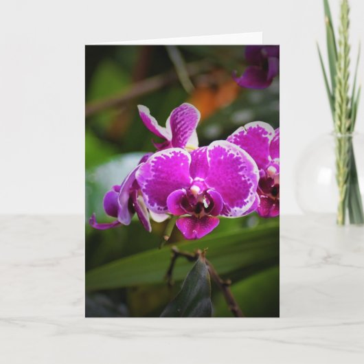 Orchidée, carte (Devant)