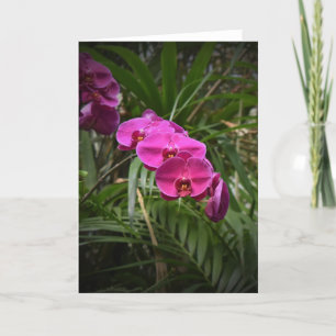 Orchidée, carte