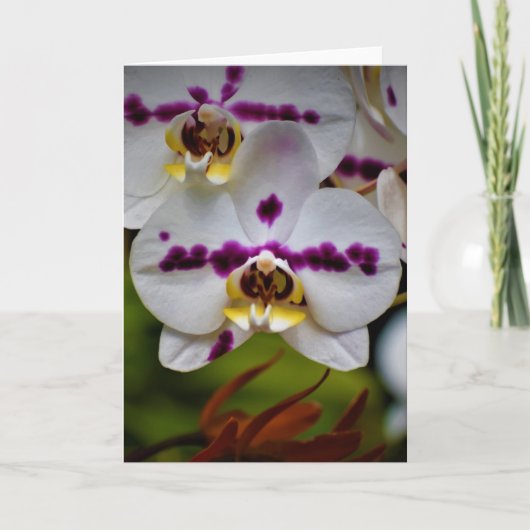 Orchidée, carte (Devant)