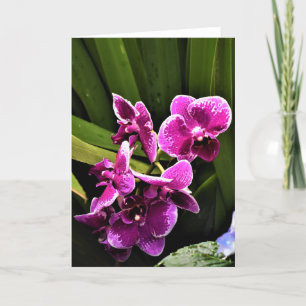 Orchidée, carte