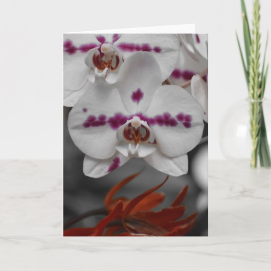 Orchidée, carte (Devant)