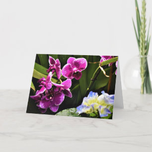 Orchidée, carte