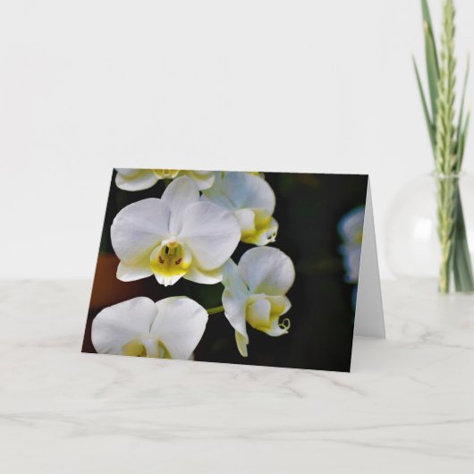 Orchidée, carte (Devant)
