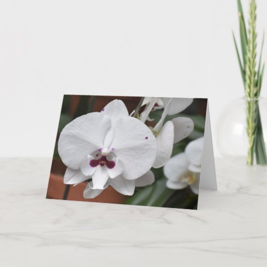 Orchidée, carte (Devant)