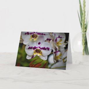 Orchidée, carte