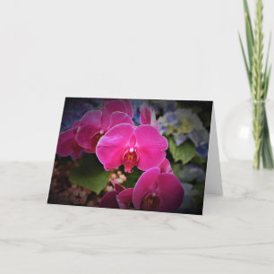 Orchidée, carte