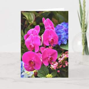 Orchidée, carte