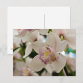 Orchidée ・ Carte postale (Devant / Derrière)