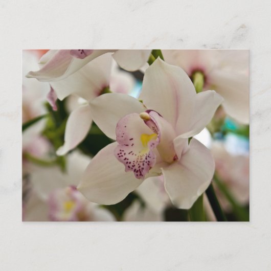 Orchidée ・ Carte postale (Devant)