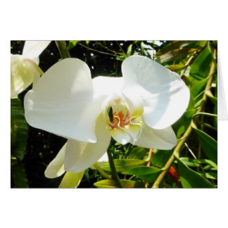 Orchidée - Carte vierge