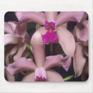 Orchidee, (Cattleya amethystoglossa), oostelijk Muismat