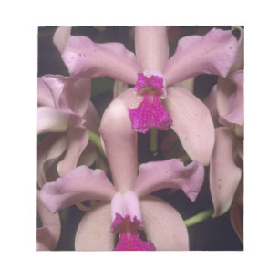Orchidee, (Cattleya amethystoglossa), oostelijk Notitieblok