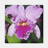 Orchidee, cattleya trianae (b c michaelangelo) str