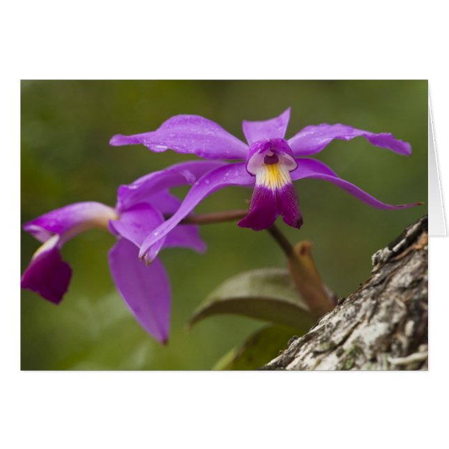 Orchidée Cattleya violette Cattleya violacea) (Devant horizontal)